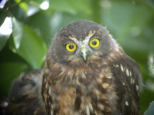 Morepork