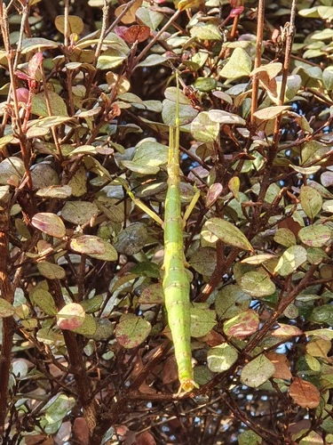 Prickly Stick Insect
