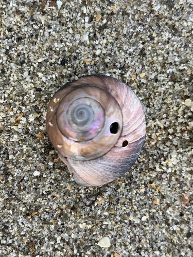 Wheel Shell