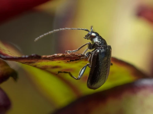 Chrysomelid beetle