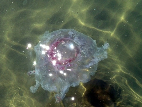 True Jellyfish