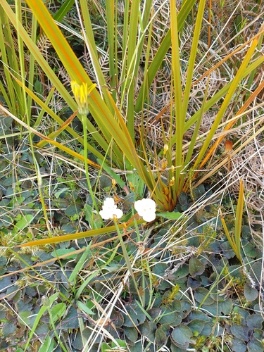 Libertia peregrinans