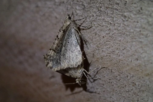 Carpet Moths