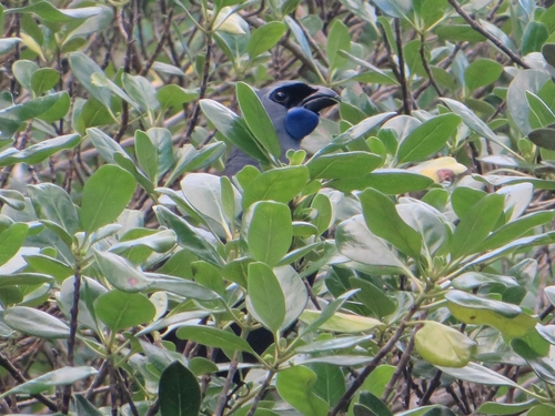 North Island Kōkako