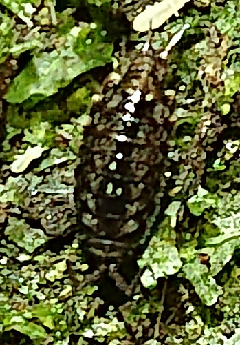 Woodlice, Pillbugs, and Rock Slaters