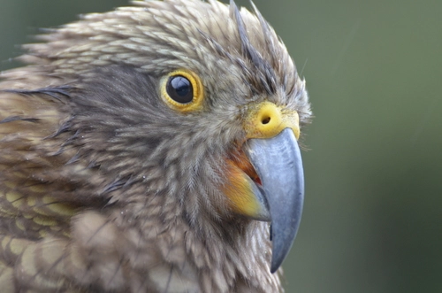 Kea