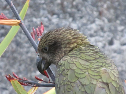 Kea