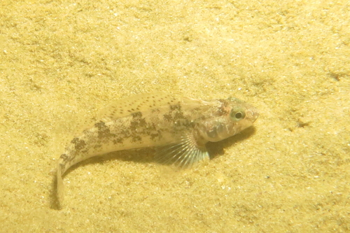 Spotted Robust Triplefin
