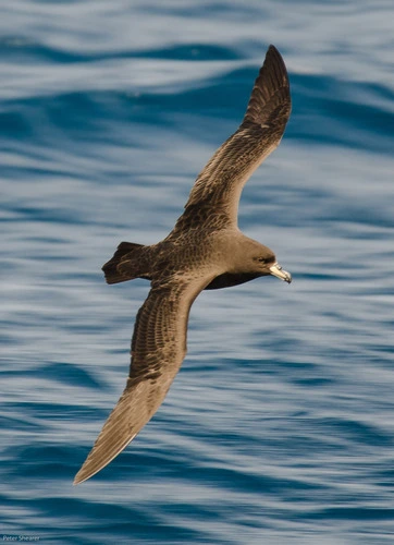 westland Petrel