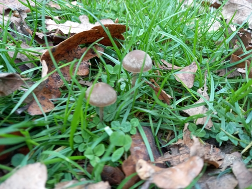 Dewdrop Mottlegill