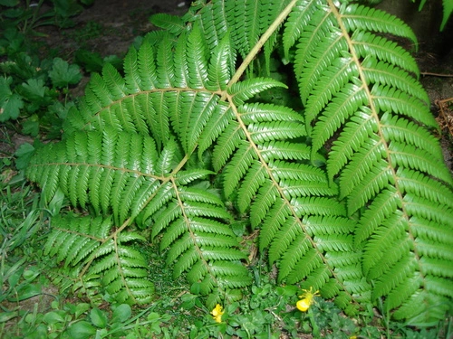 Silver Fern