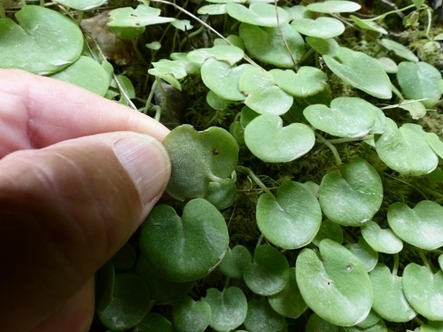Nematoceras longipetalum