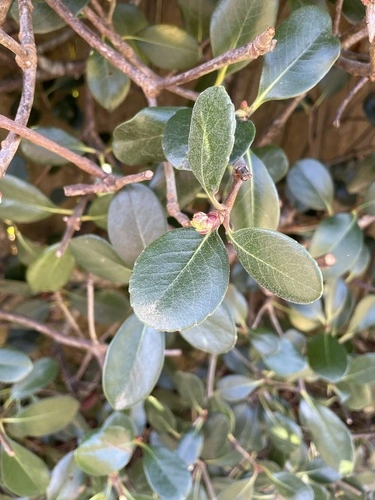 Indian Hawthorn