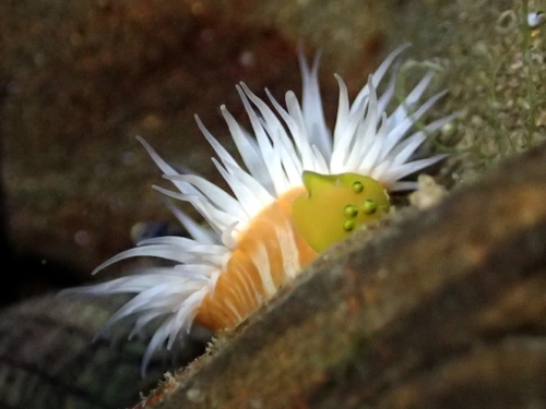 Anthothoe albocincta