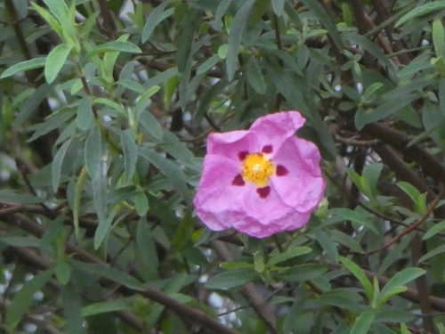 Cistus × purpureus