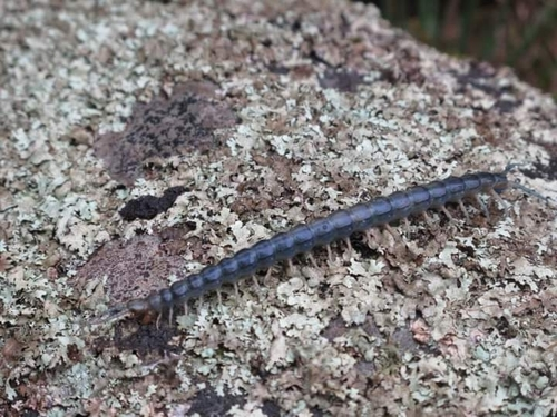 New Zealand giant centipede