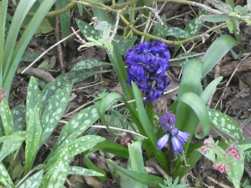 Hyacinthus orientalis