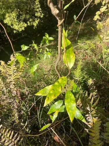 dicots