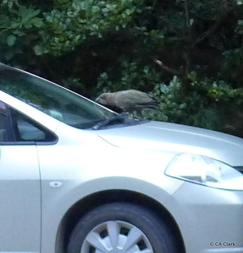 Kea