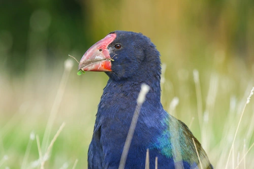 Takahe