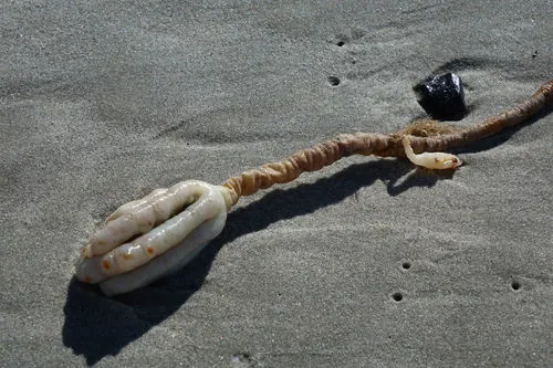 Sea Tulip