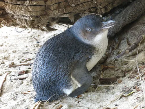 Kororā (Little Blue Penguin)