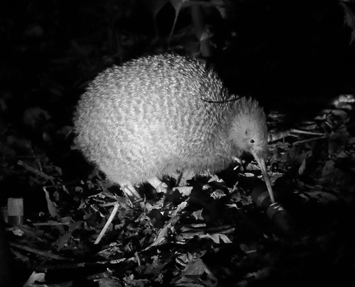 Kiwi d'Owen