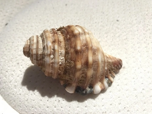 Giant Hairy Triton Snail