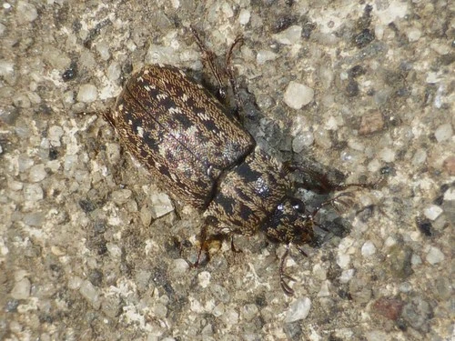 Mitophyllus arcuatus