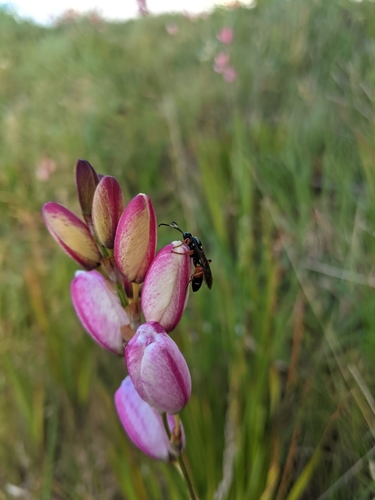 Armyworm Parasitoid Wasp