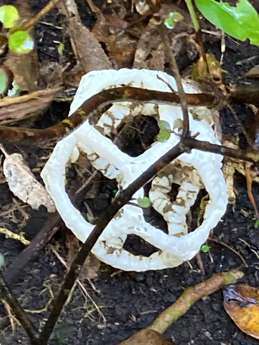 White Basket Fungus