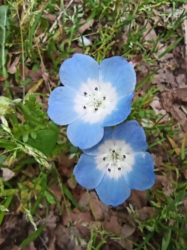 Menzies' baby blue eyes