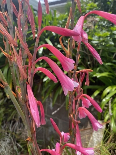 Watsonias