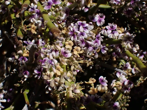 Carmichaelia appressa