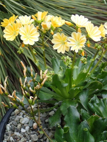 Lewisia cotyledon
