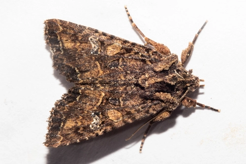 Meterana ochthistis