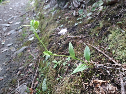 Pterostylis oliveri