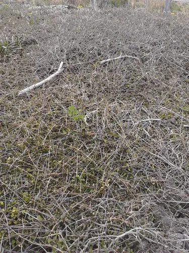 Coprosma propinqua