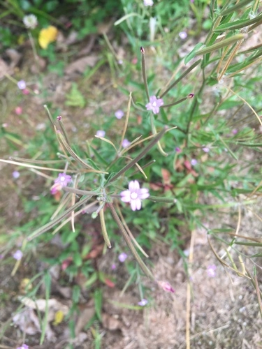 Square-Stemmed Willow Herb
