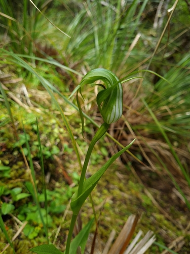 Pterostylis oliveri