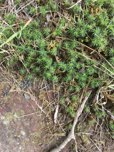 haircap mosses