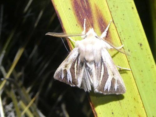 Ichneutica ceraunias