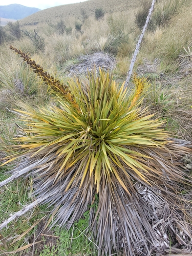 Spaniard grass