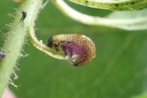 Eucalyptus Tortoise Beetle