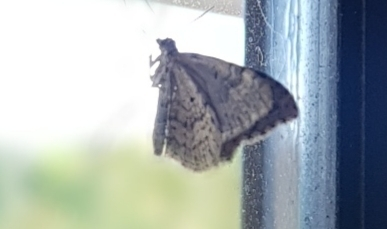 Carpet Moths