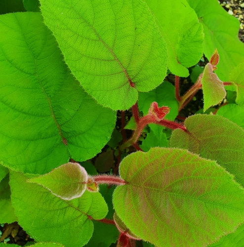 Kiwifruit