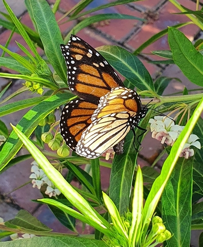 Monarch