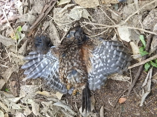 Ruru (Morepork)