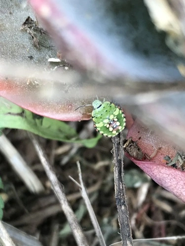 Cimice verde
