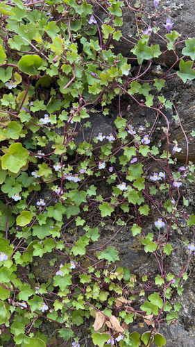 Ivy-leaved toadflax